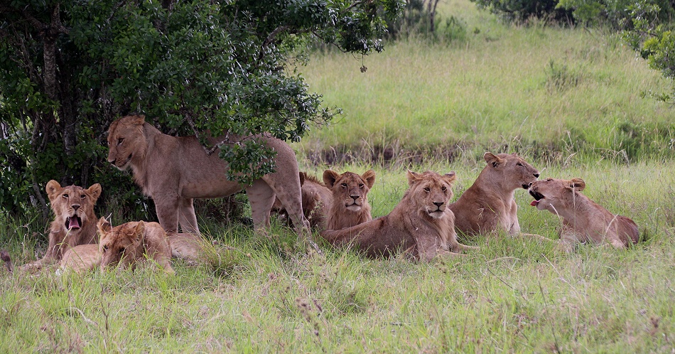Rongai L&ouml;wenrudel, Masai Mara