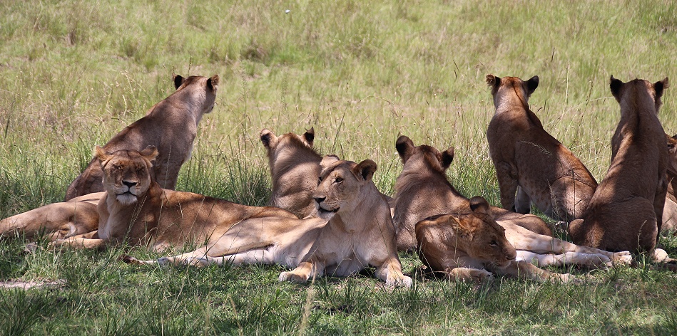 Mara, Rongai L&ouml;wenrudel