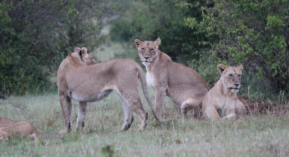 einige der L&ouml;winnen vom Rongai Rudel, Masai Mara