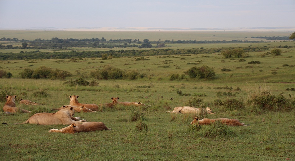satte L&ouml;wen, Rongai Rudel