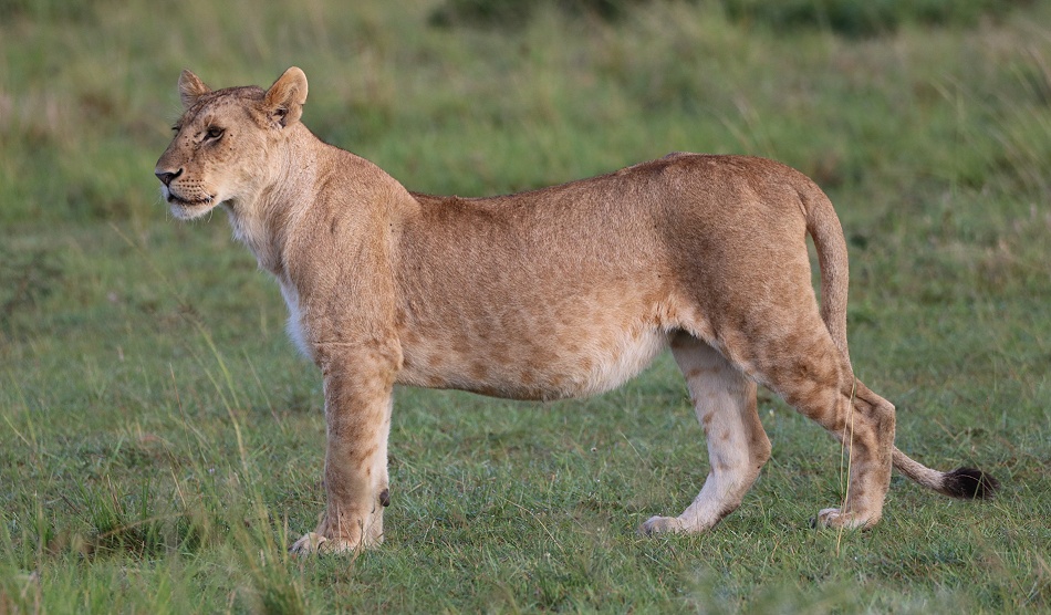 satte L&ouml;wen, Rongai Rudel