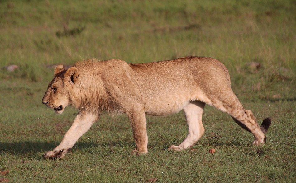 satte L&ouml;wen, Rongai Rudel