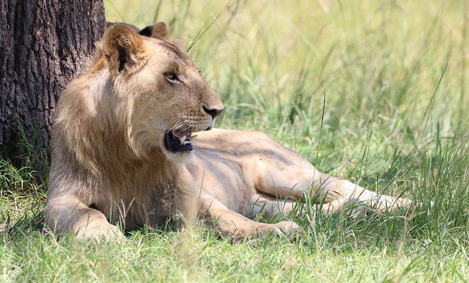 Mara, Rongai L&ouml;wenrudel