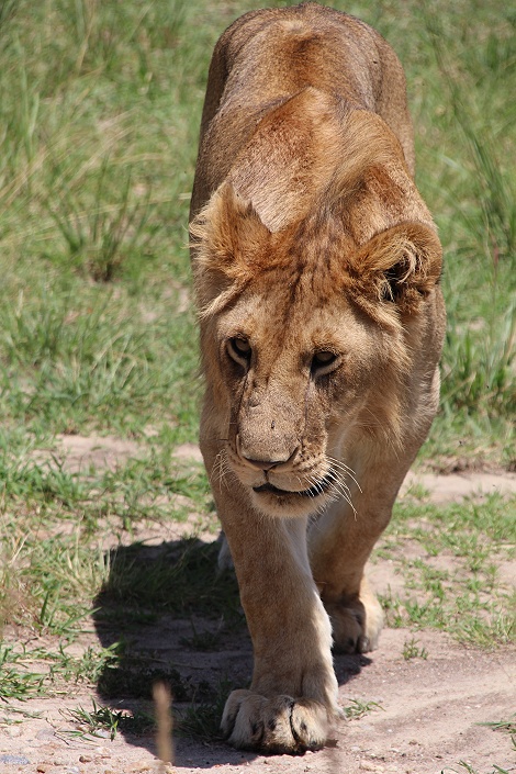 Mara, Rongai L&ouml;wenrudel