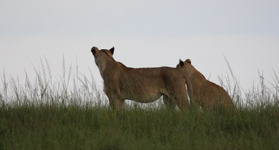 Rongai L&ouml;winnen auf der Pirsch
