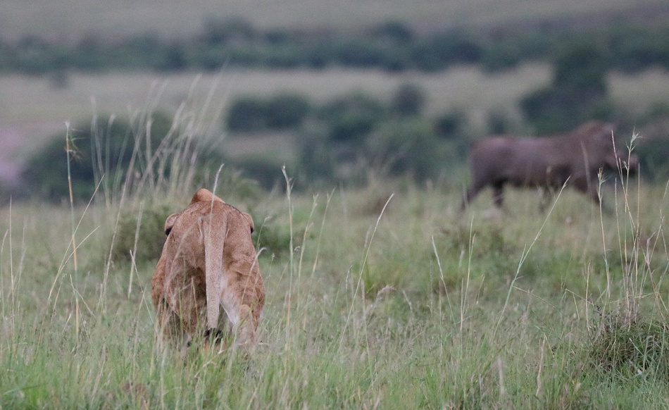 junge L&ouml;wen jagen Warzenschweine, Rongai Rudel