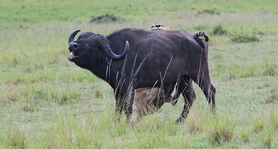 Rongai Rudel, die B&uuml;ffeljagd
