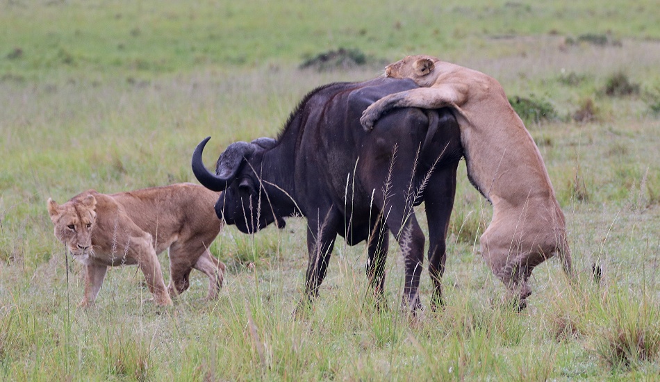 Rongai Rudel, die B&uuml;ffeljagd
