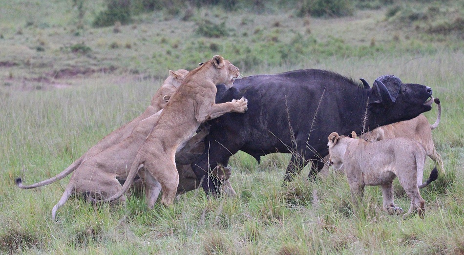 Rongai Rudel erbeutet Kaffernb&uuml;ffel