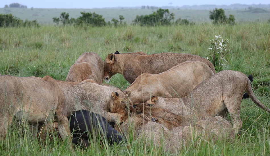 Rongai L&ouml;wen mit im Regen erbeutetem Kaffernb&uuml;ffel