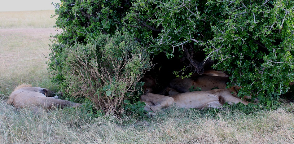 Rongai L&ouml;wen M&auml;nnchen, Masai Mara