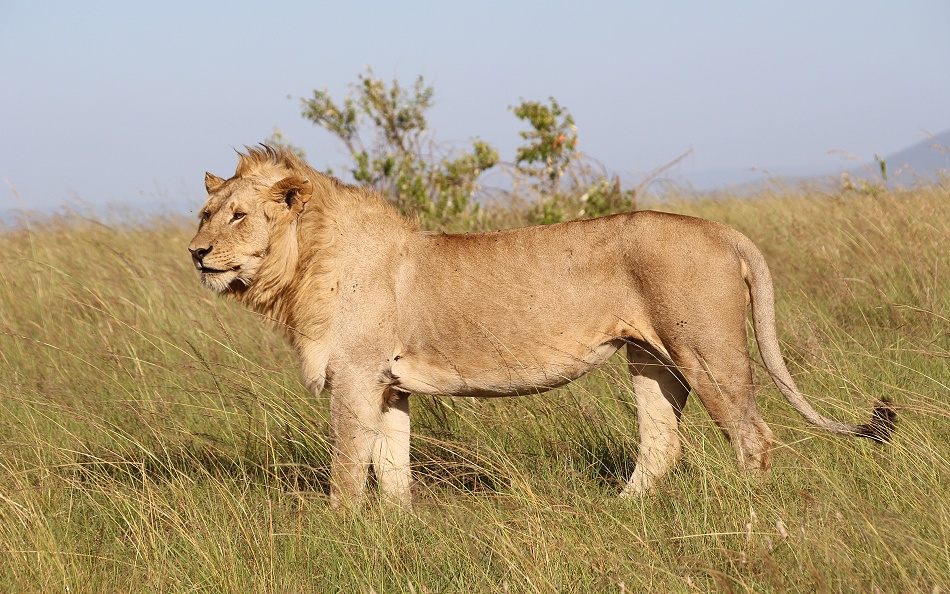 Rongai L&ouml;wen M&auml;nnchen, Masai Mara