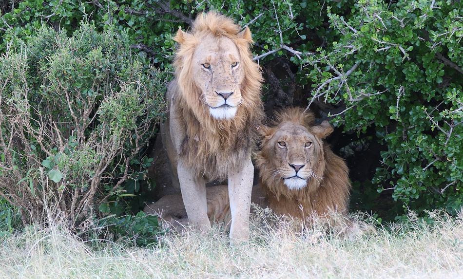 Rongai L&ouml;wen M&auml;nnchen, Masai Mara