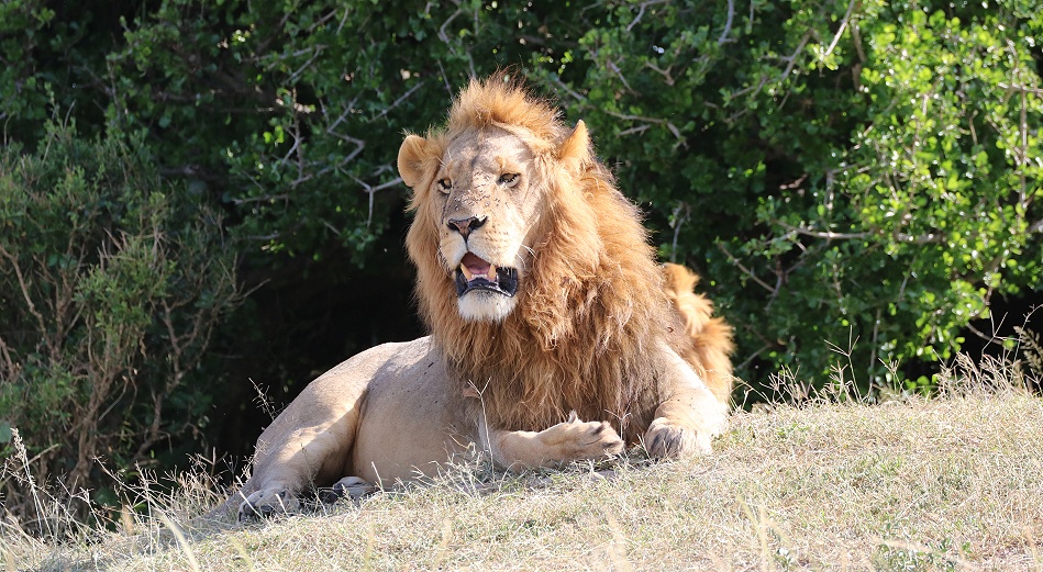 Rongai L&ouml;wen M&auml;nnchen, Masai Mara