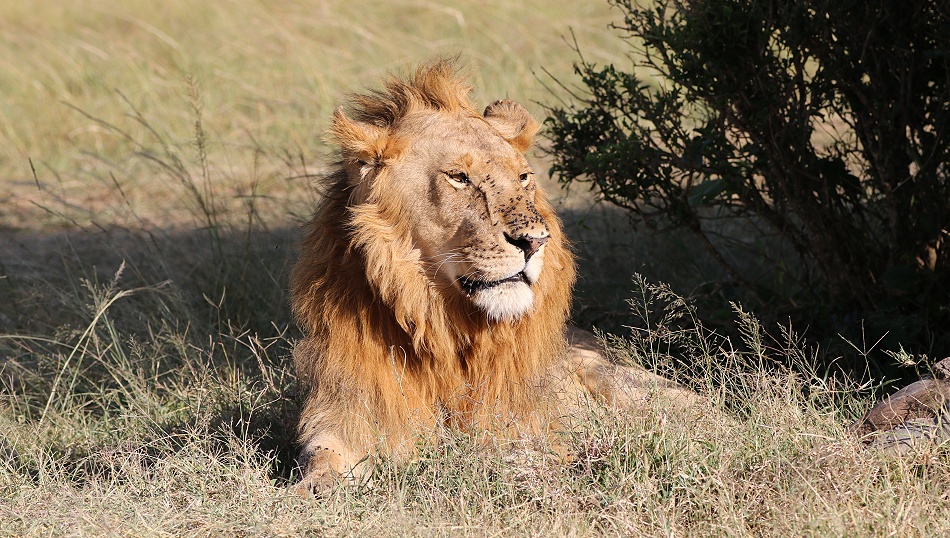 Rongai L&ouml;wen M&auml;nnchen, Masai Mara