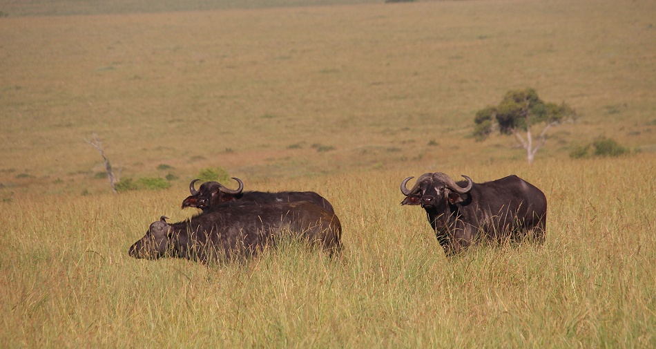 Rongai L&ouml;wen M&auml;nnchen t&ouml;ten und fressen Kaffernb&uuml;ffelkalb