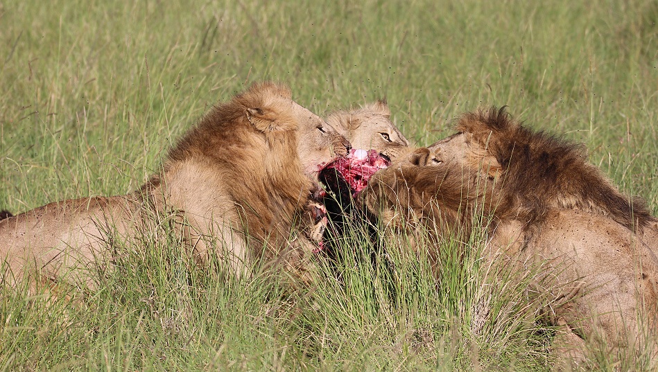 Rongai L&ouml;wen M&auml;nnchen t&ouml;ten und fressen Kaffernb&uuml;ffelkalb