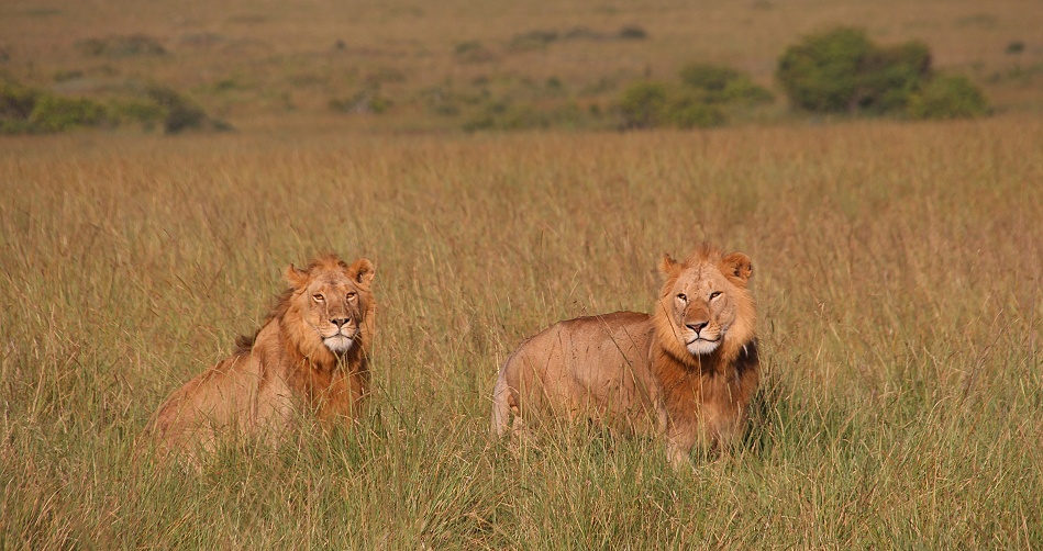 Rongai L&ouml;wen M&auml;nnchen t&ouml;ten und fressen Kaffernb&uuml;ffelkalb