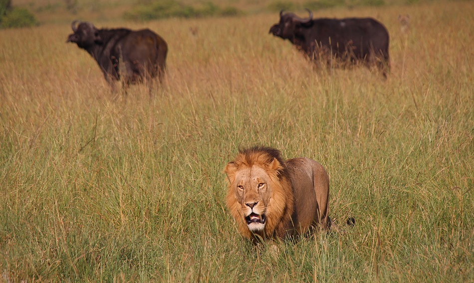 Rongai L&ouml;wen M&auml;nnchen t&ouml;ten und fressen Kaffernb&uuml;ffelkalb