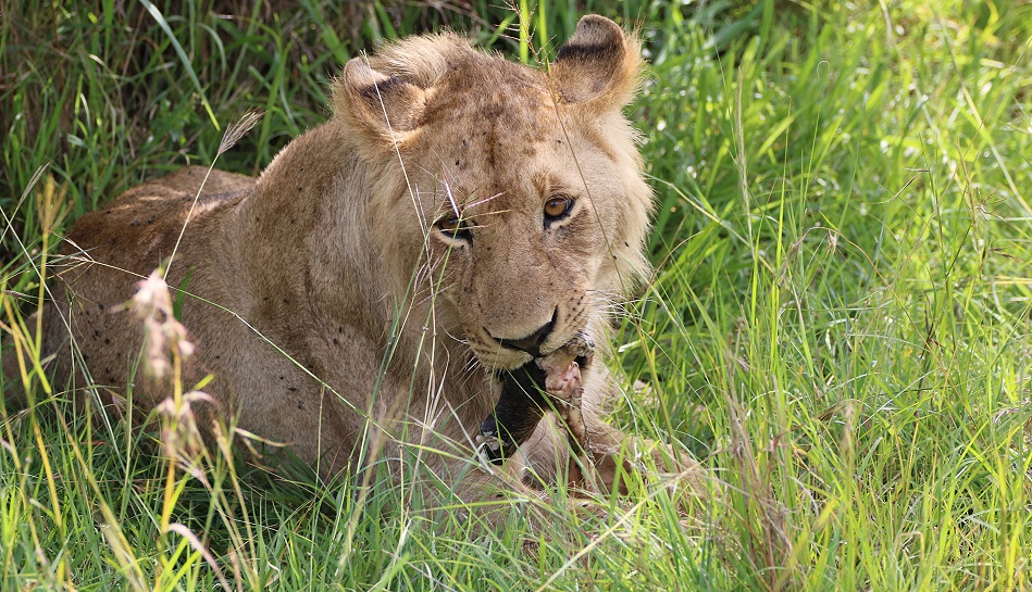 Rongai L&ouml;wen mit Warzenschwein Kill