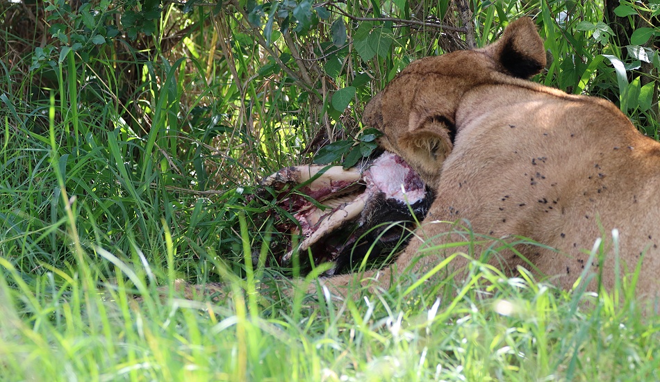 Rongai L&ouml;wen mit Warzenschwein Kill