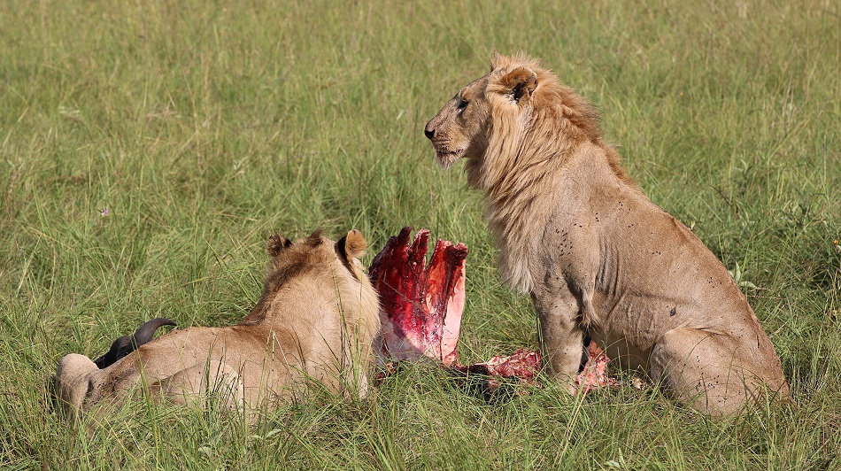 Sala Boys, L&ouml;wen, Masai Mara
