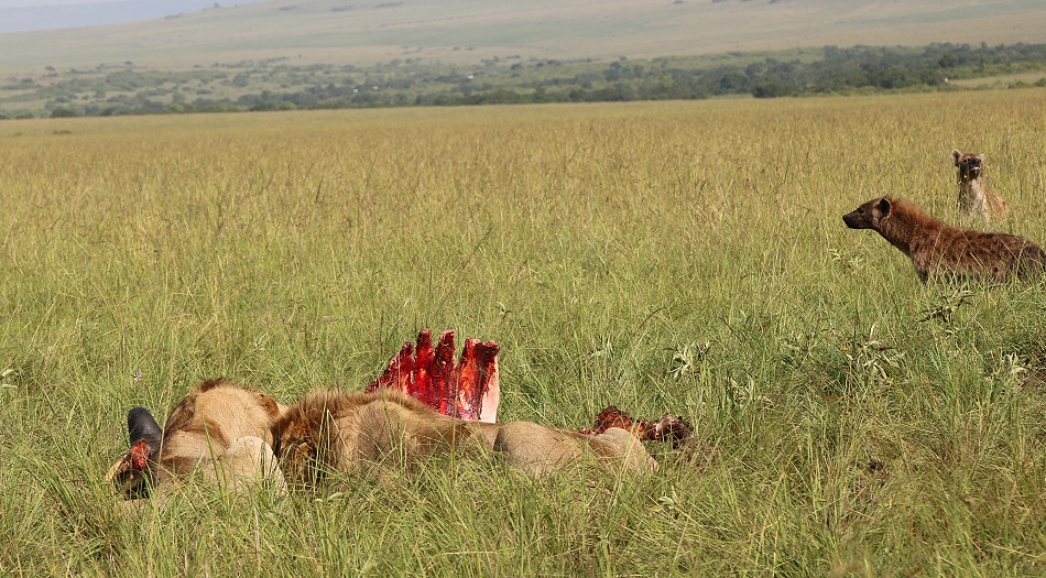 Sala Boys, L&ouml;wen, Masai Mara