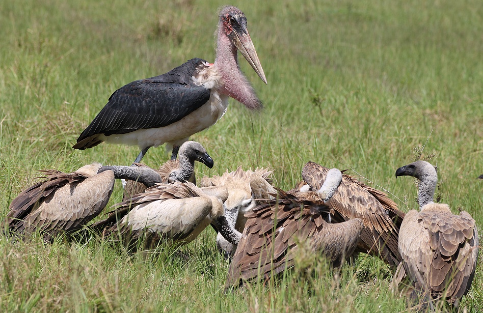 Marabu
