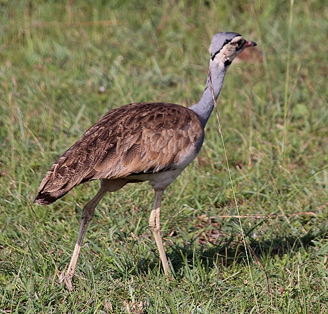 Senegaltrappe