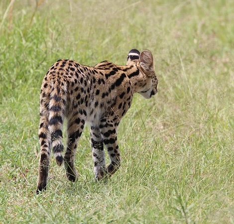 Serval, Masai Mara