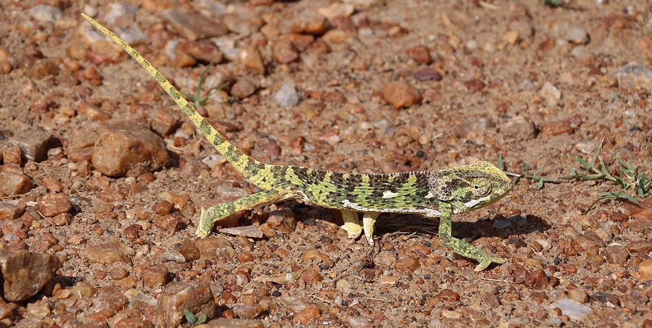Lappenchamaeleon