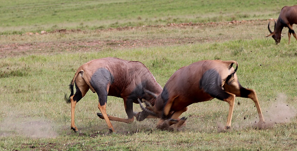K&auml;mpfende Leiherantilopen in der Masai Mara - Topis