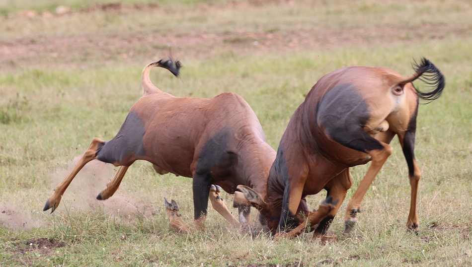 K&auml;mpfende Leiherantilopen in der Masai Mara - Topis