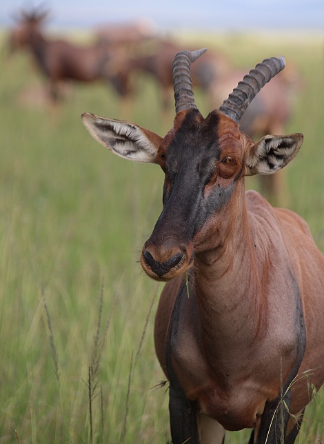 Topi