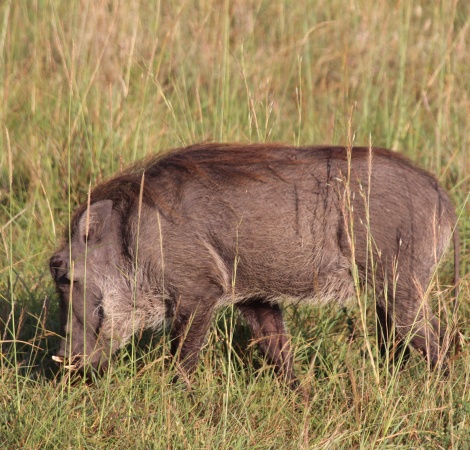 Warzenschwein