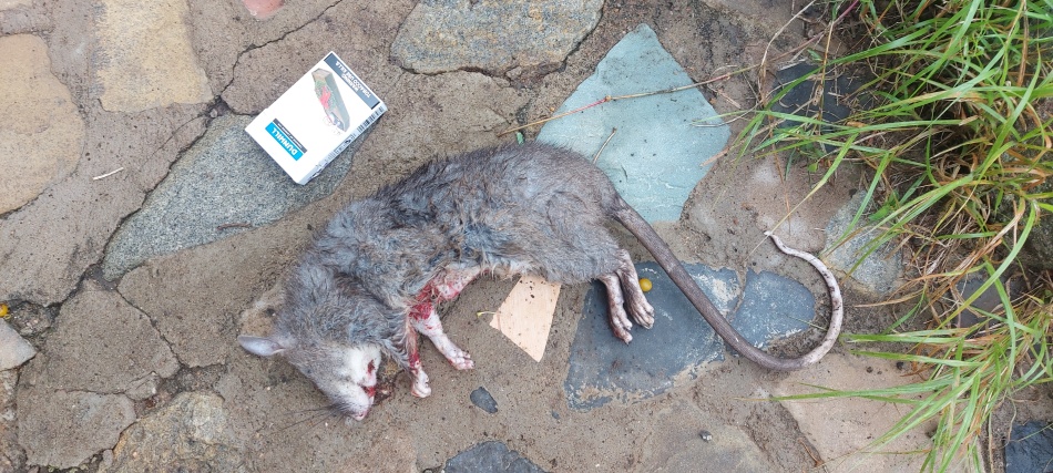 tote Hamsterratte