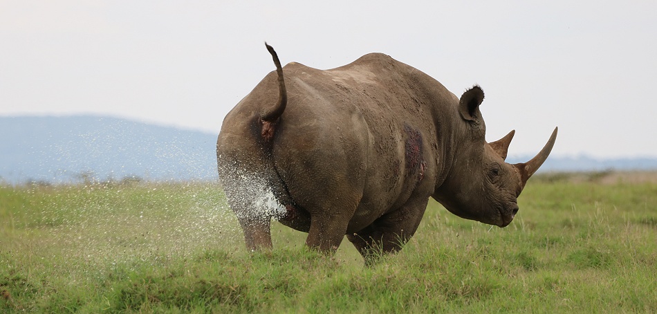Spitzmaulnashorn Bulle markiert Revier