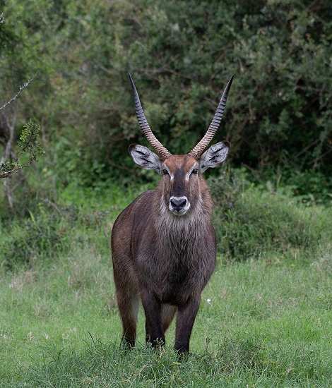 Defassa Wasserbock