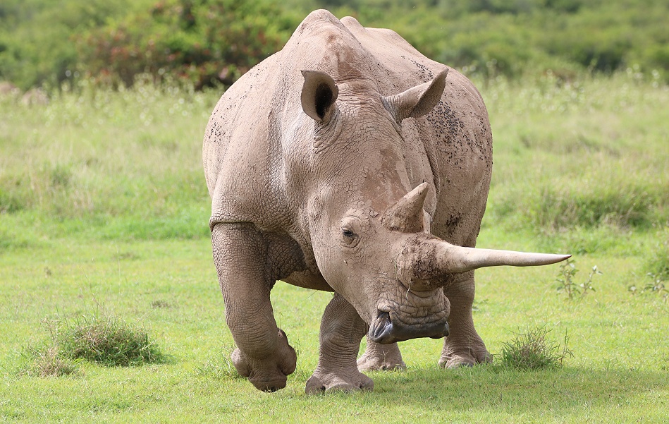 Breitmaulnashorn