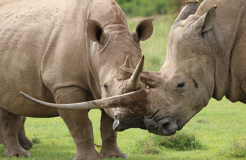 k&auml;mpfende Breitmaulnashorn Bullen