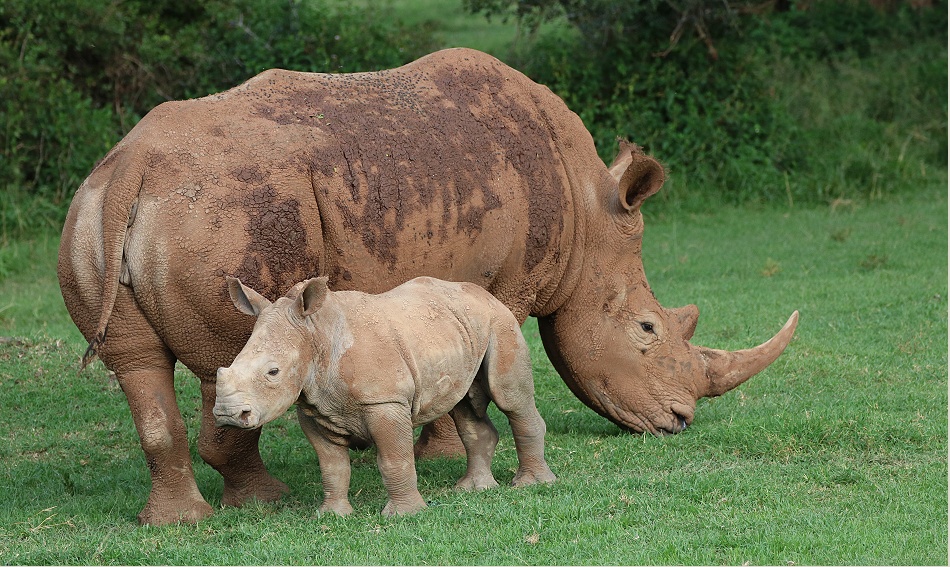 Breitmaulnashorn Kuh mit Kalb