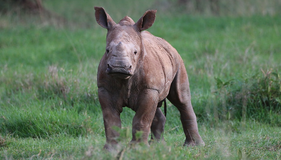 Breitmaulnashorn Kalb
