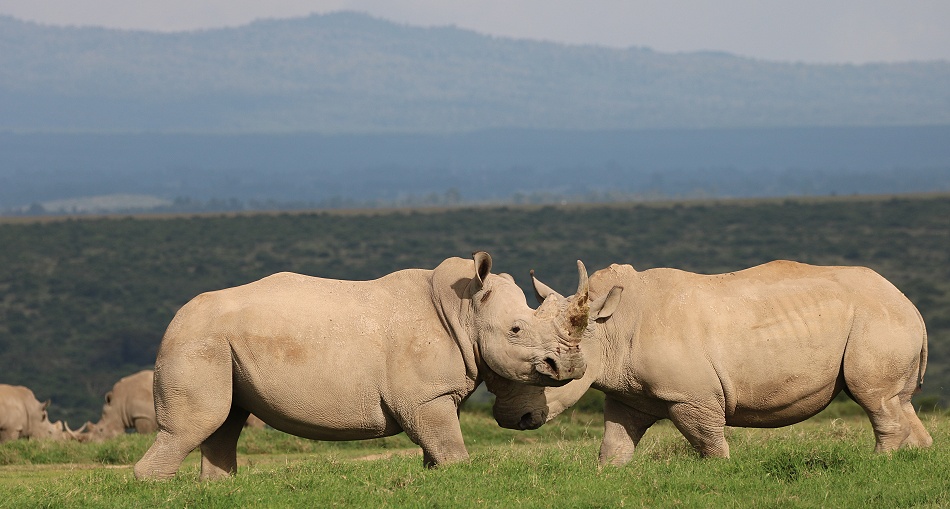 k&auml;mpfende Breitmaulnashorn Bullen