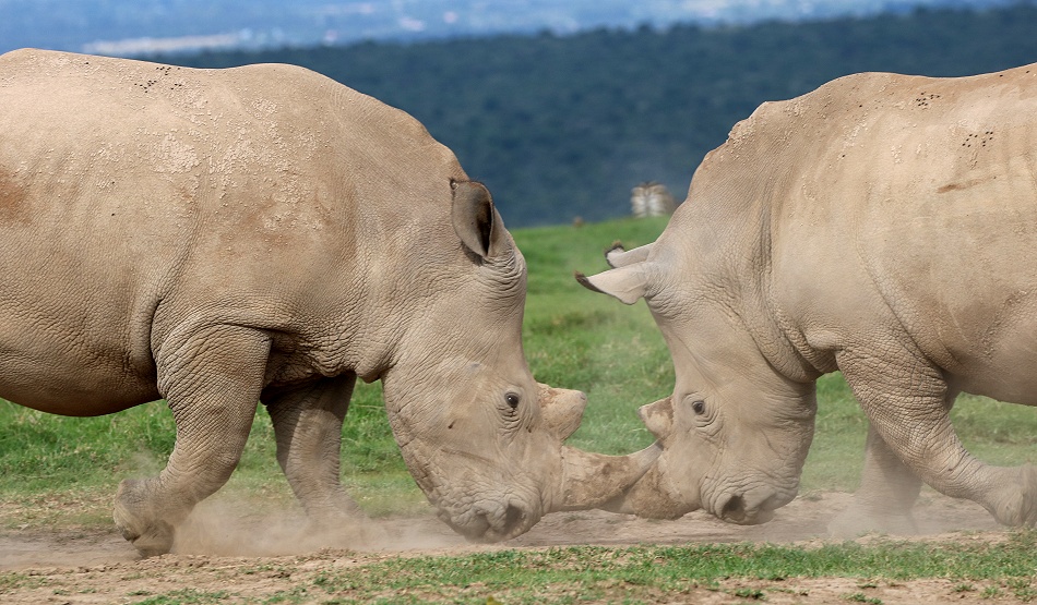 k&auml;mpfende Breitmaulnashorn Bullen