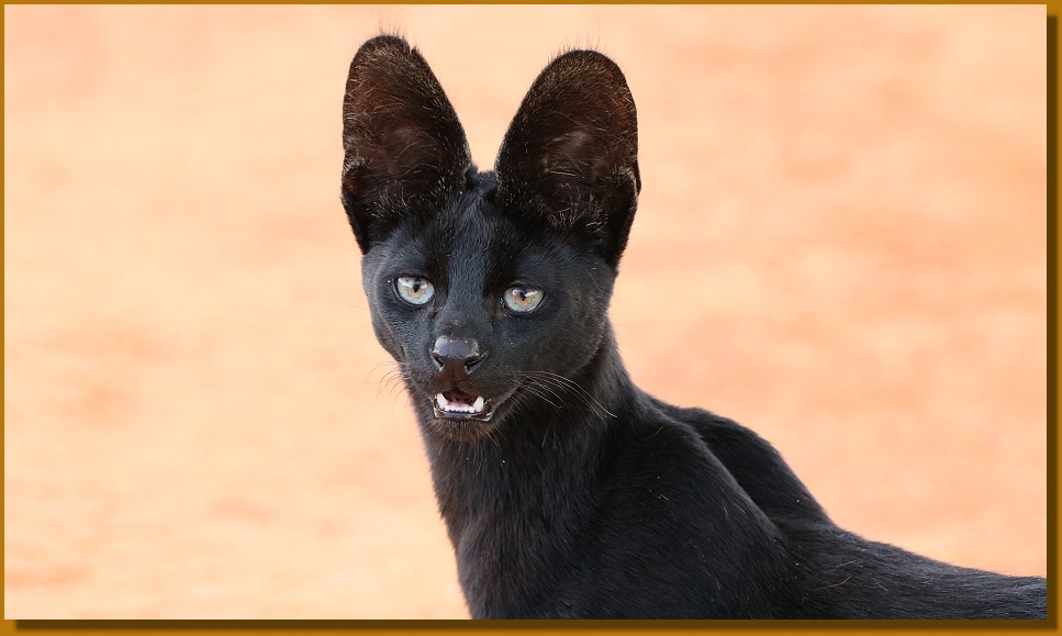 Black Serval - Kivuli, Lumo Conservancy